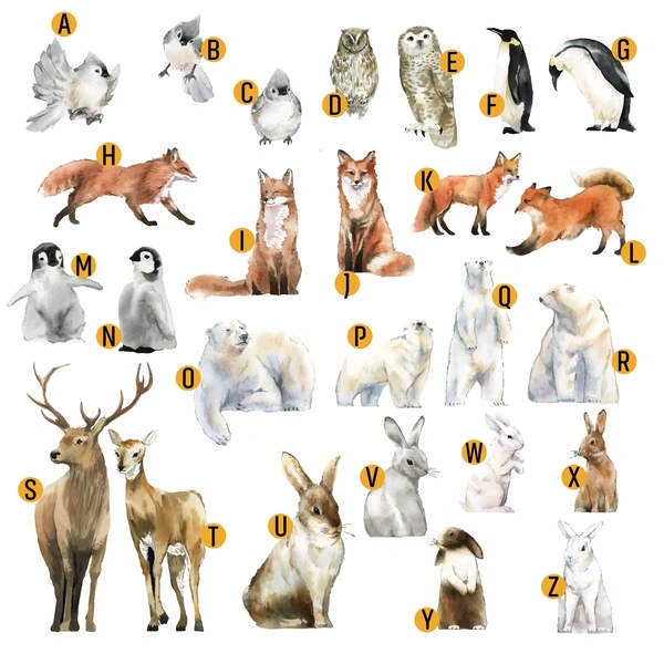  Animals