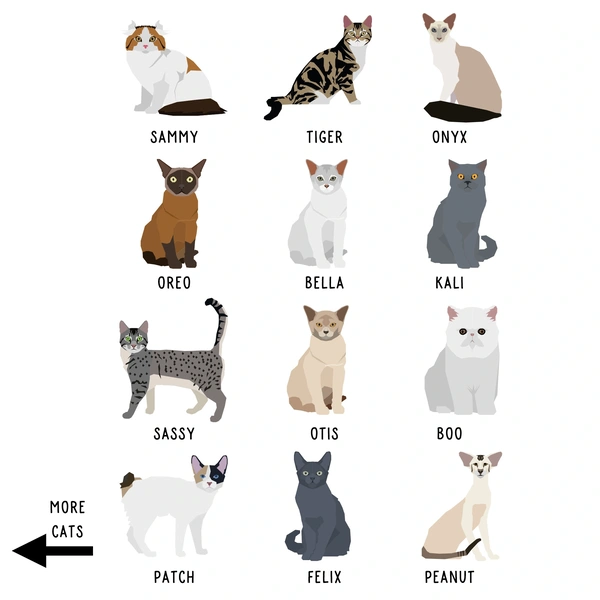  Cat Options2
