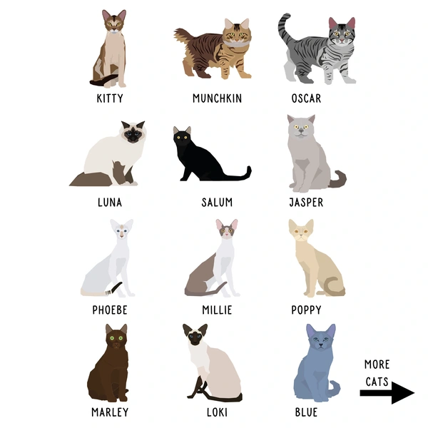  Cat Options1